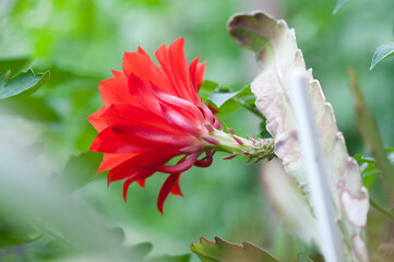 Disocactus ackermannii or red orchid cactus on a green background
