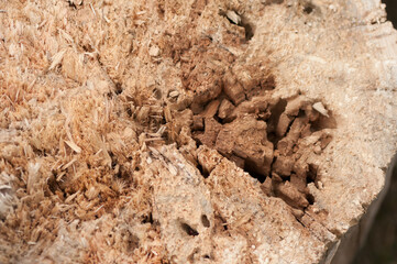 tree stump with rot close up