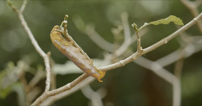 Caterpillar of army green hawk moth, Daphnis nerii eating leaf buds of house gardenia plant until leafless. House garden eating machine elimination concept.
