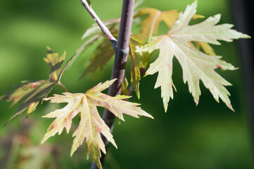 silver maple leaves close up on a bokeh background