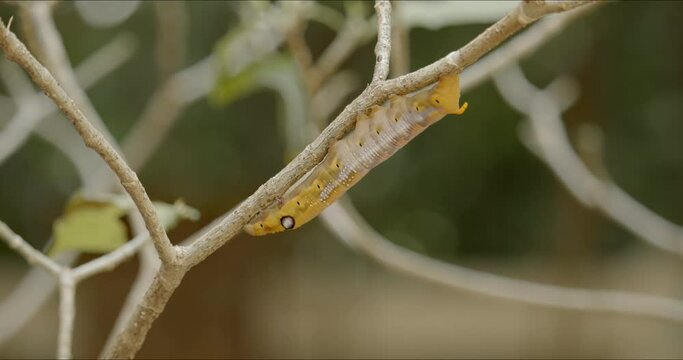 Caterpillar of army green hawk moth, Daphnis nerii, crawling on plant gardenia, pinwheel flower tree or crape jasmine. Houseplant pest control concept. Life before cocooning.