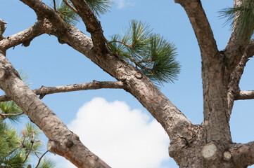 pine tree and cloudy blue sky