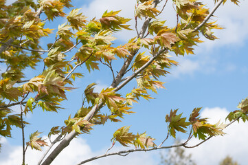 spring leaves on a cloudy blue sky