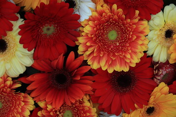 Colorful gerbera bouquet