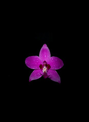 purple orchid on black background