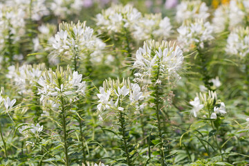 Fototapeta premium field of white flowers