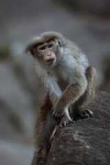 A view of cute macaque monkey sitting on the stone and looking into camera in its natural habitat