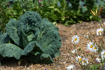 cabbage and daisies in a garden