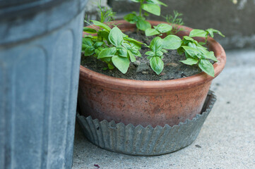 basil seedlings in a pot on the ground