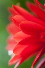 close up of a Disocactus × jenkinsonii or red orchid cactus