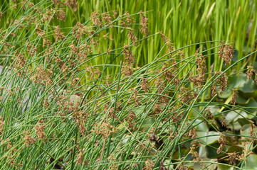aquatic plants growing near a water garden