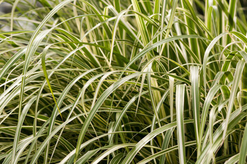 green grass background