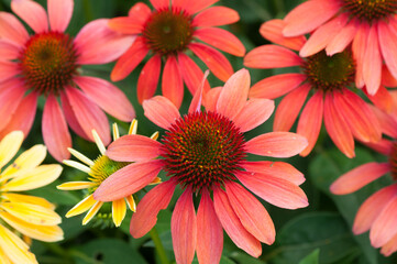 orange red echinacea blossoms close up