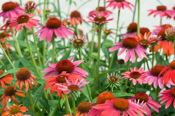 decorative coneflowers growing in a garden