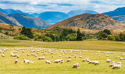 Fototapeta na wymiar flock of sheep