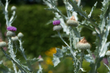 thistle flower in late summer