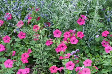 pink petunia flowers in the garden
