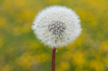 dandelion seed head on a yellow green background