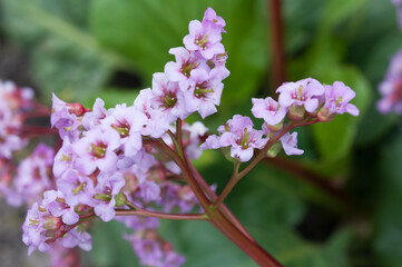 Bergenia blossoms close up
