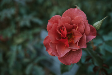 Close-up view of a red rose 