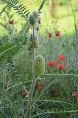Blooming Milkvetch, scientific name Astragalus alopecurus