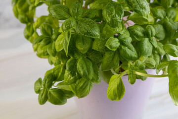 A bush of fresh sweet basil in a white bucket on a concrete background. Close-up, top side view.