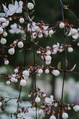 Selective focus of white flower Clerodendrum schmidtii