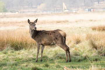 Photo of a female red deer in Richmond Park, UK during spring time. Animal in nature.