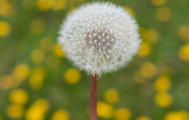 dandelion seed head on a yellow polka dot background (out of focus dandelion blossoms in the grass)