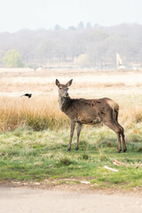 Naklejka na ściany i meble Photo of a female red deer in Richmond Park, UK during spring time. Animal in nature.