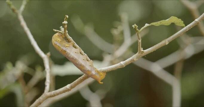 Yellow caterpillar of army green hawk moth, Daphnis nerii, turning on gardenia plant twig. Bug and insect life cycle before cocooning. Moth and Butterfly are efficient nature pollinator.