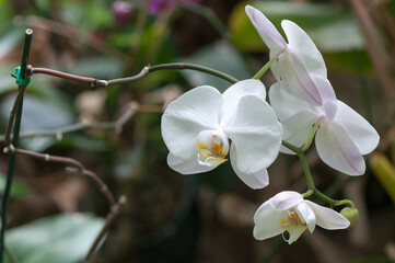 Naklejka na ściany i meble white/pink orchid flower