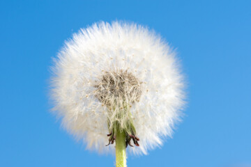 White fluffy round dandelion against the blue sky, copy space. Round head of a summer plant with seeds in the shape of an umbrella