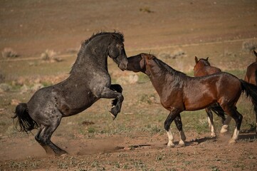 Wild Horses