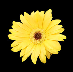 Yellow gerbera flower isolated on black background, macro shot, selective focus.