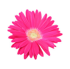 Bright pink gerbera flower isolated on white background, macro shot, selective focus.