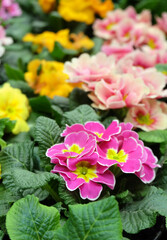Multicolored primroses in a greenhouse, floral spring background, selective focus, vertical orientation.