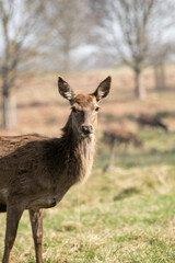 Naklejka na ściany i meble Photo of a female red deer in Richmond Park, UK during spring time. Animal in nature.
