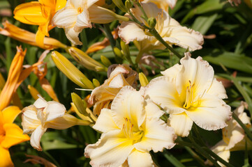 Obraz na płótnie Canvas day lilies in the sun