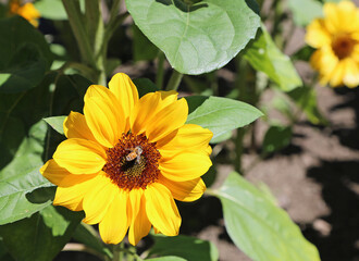 Bee on a small sunflower