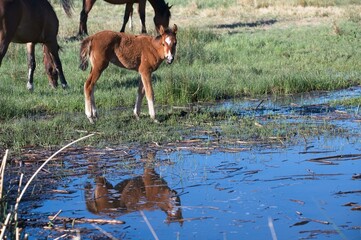 Wild Horses