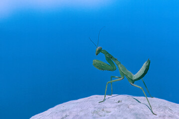 Close up image of Praying mantis on stone