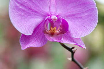 Fototapeta premium purple orchid flower