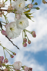 double white cherry blossoms on a cloudy blue sky