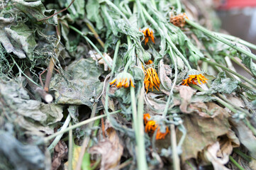 compost heap with wilted or shrivelled orange flowers