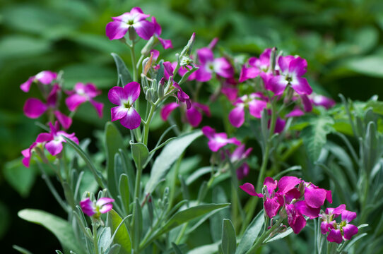 violet Matthiola incana (brompton stock, common stock) blossoms in a garden