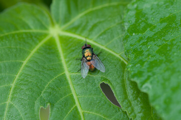 fly on a fig leaf