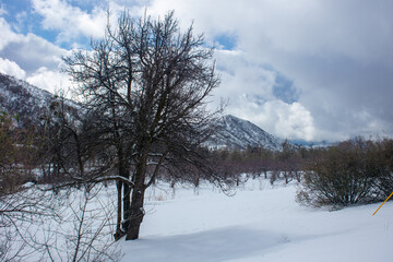 Obraz premium A Winter Snow Scene in the California Mountains looking at a Oak Tree Trunk with Snow
