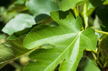 fig leaf in the sun