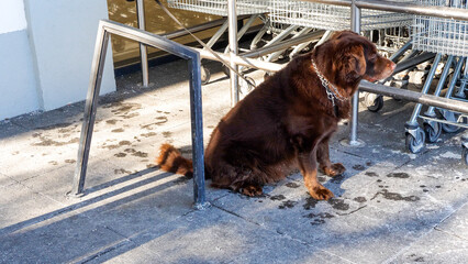 Dog waiting for owner in front of a local shop - 496504506